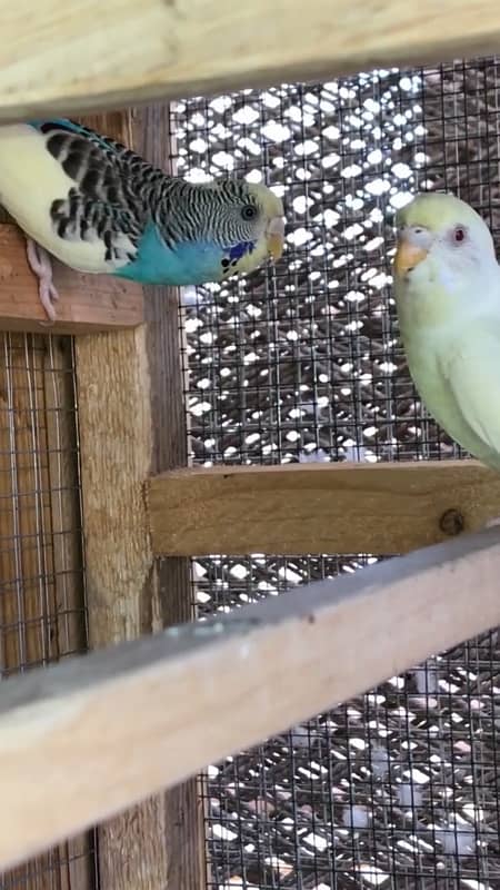 Diamond dove breeder pair 6