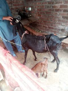 Desi black bakri 2 bacho k Sath