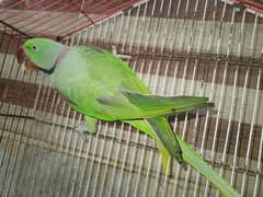 Kashmiri raw taking parrot 03058852676