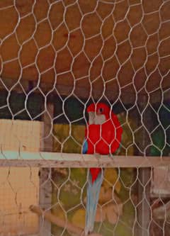 Rosella female for sale