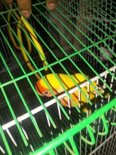 parrot