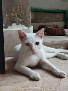 6 months old white male cat