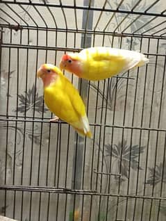 Common Lutino breeder pair