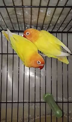 Love Birds