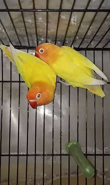 Love Birds 4