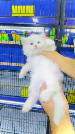 My watsap 03040130748 Persian kitten for sale