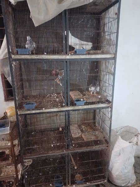 birds cage 1