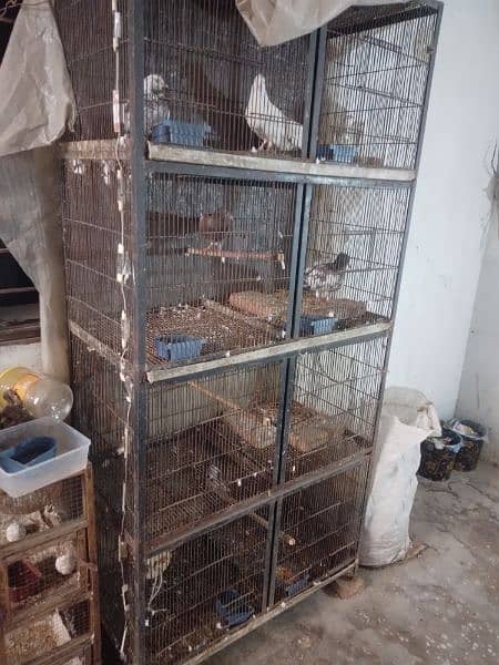 birds cage 2