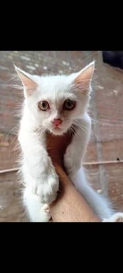 persion cat#persian kitten#white colour 0