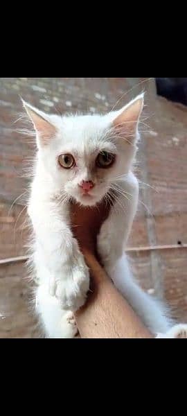 persion cat#persian kitten#white colour 0