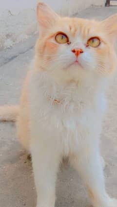 Persian cat