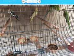 selling pair of cockatiel & Green Parrot