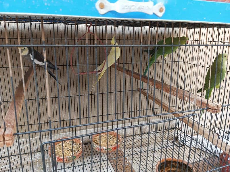 selling pair of cockatiel & Green Parrot 1