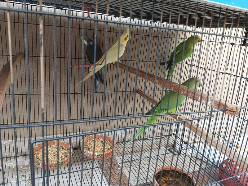 selling pair of cockatiel & Green Parrot 2