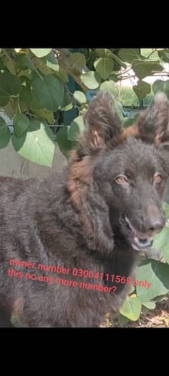 German shepherd long coat black puppy pink padigree with microchip