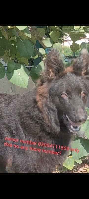 pedigree Black German shepherd male available for sale 1