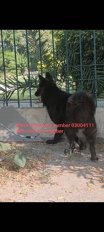 pedigree Black German shepherd male available for sale 5