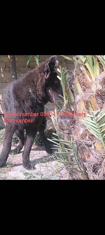 pedigree Black German shepherd male available for sale 7