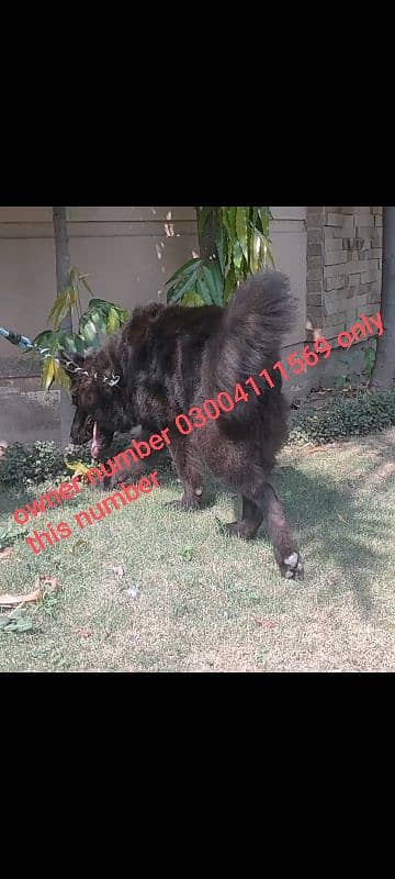 pedigree Black German shepherd male available for sale 8