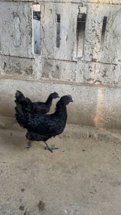 ayam cemani grey tongue breeder pair