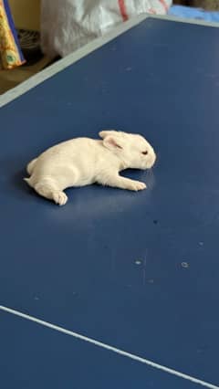 1 white male and 2 white baby rabbits