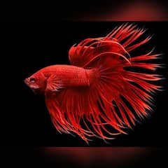 Crowntail Betta Breeding pairs available