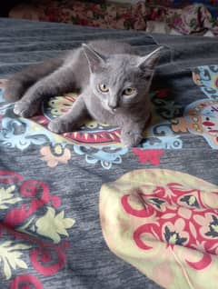 British Shorthair Kitten is for sale