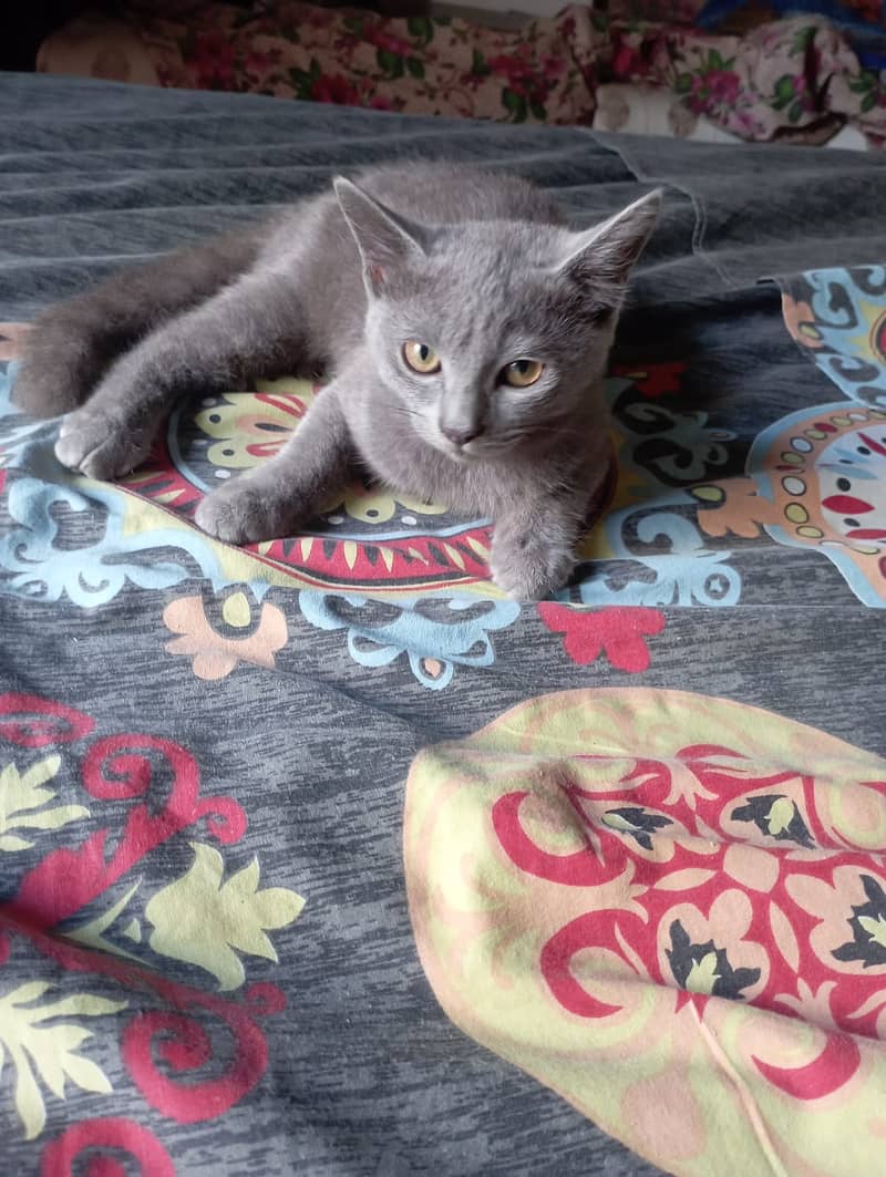 British Shorthair Kitten is for sale 0