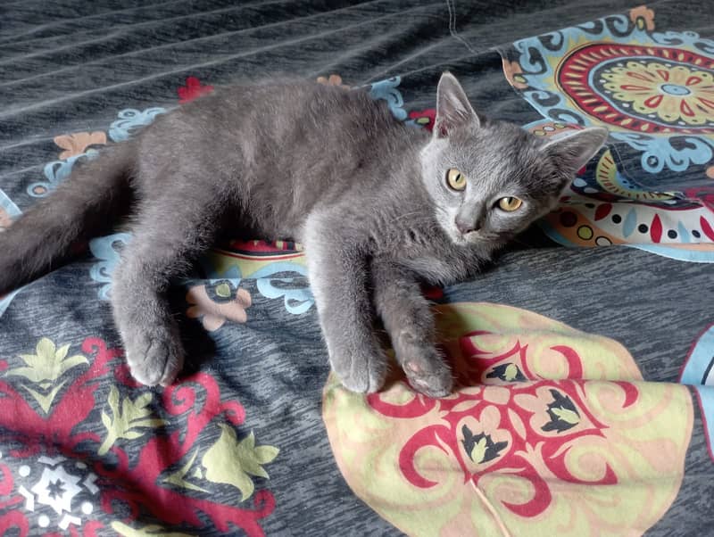 British Shorthair Kitten is for sale 1