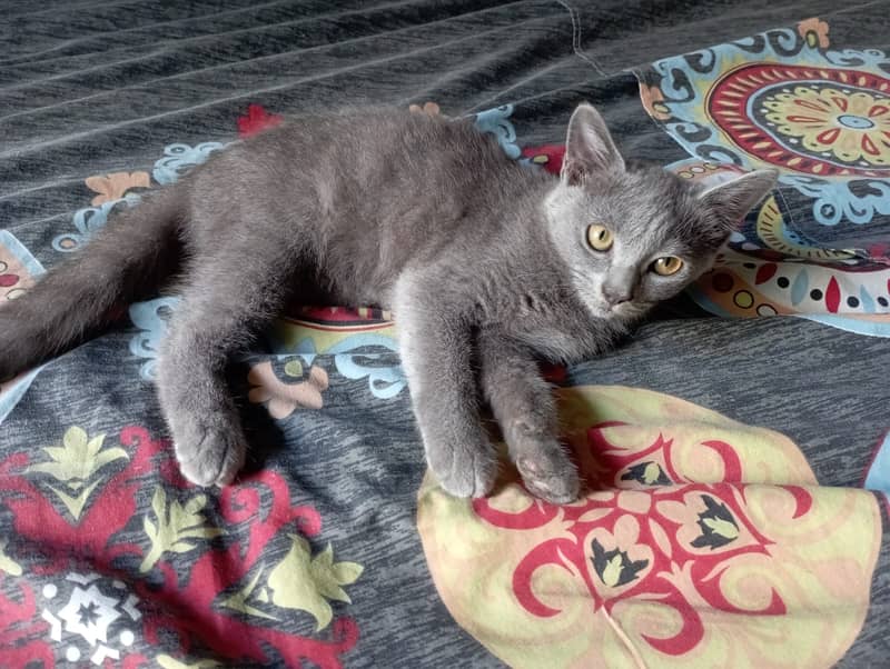 British Shorthair Kitten is for sale 2