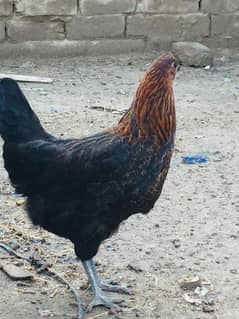 Pure Desi Aseel cross Hens and Murga