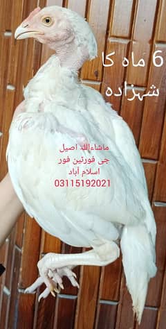 Heera Chicks / White / Heera madi/ female/ Heera Murghi/ Aseel