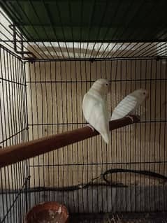 red eye albino 3 kids and goldian finch pair