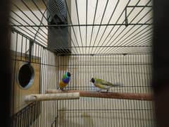 red eye albino 3 kids and goldian finch pair