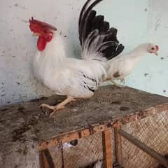 Japanese black tail , white tail pair