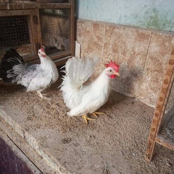 Japanese black tail , white tail pair 1