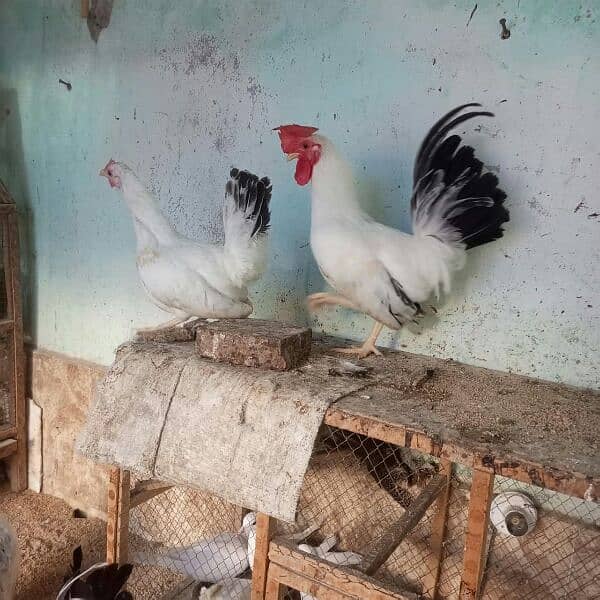 Japanese black tail , white tail pair 2