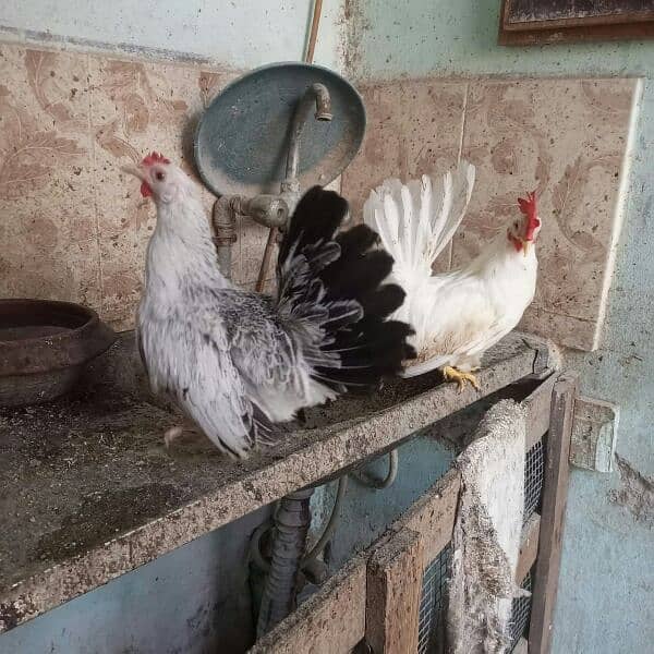 Japanese black tail , white tail pair 3