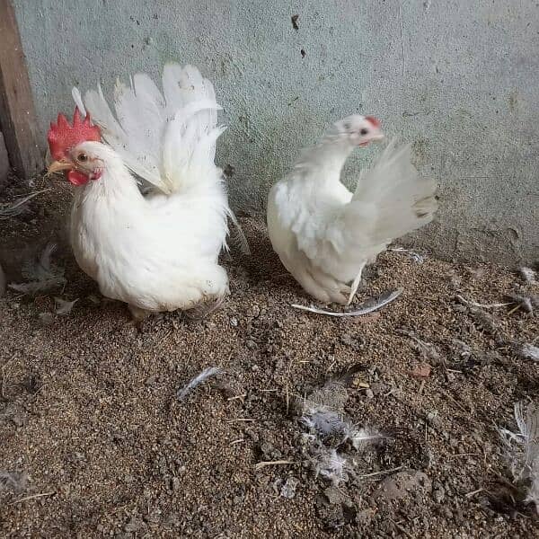 Japanese black tail , white tail pair 5