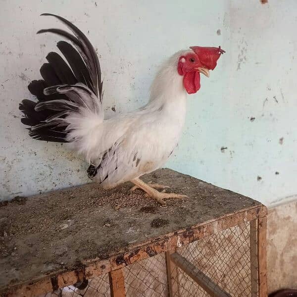 Japanese black tail , white tail pair 7