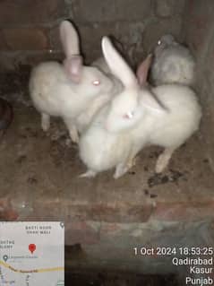 Red Eyes Rabbit   Babay  age 3 months