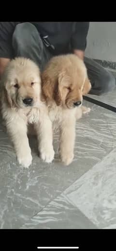 Golden Retriver Dogs