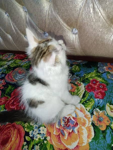 "Adorable 2-Month-Old Kitten Looking for a Loving Home" 3