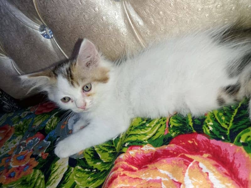 "Adorable 2-Month-Old Kitten Looking for a Loving Home" 4