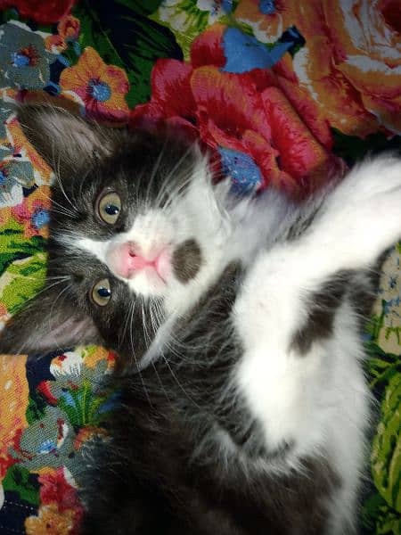 "Adorable 2-Month-Old Kitten Looking for a Loving Home" 5