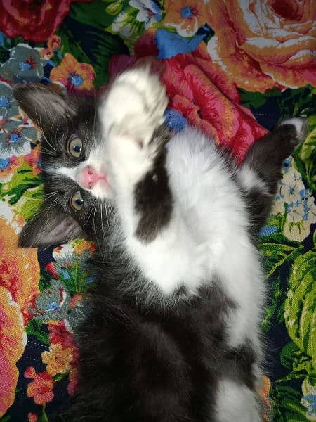 "Adorable 2-Month-Old Kitten Looking for a Loving Home" 6