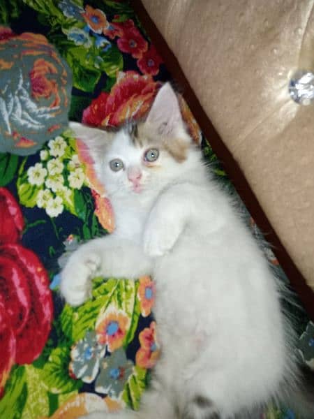 "Adorable 2-Month-Old Kitten Looking for a Loving Home" 7