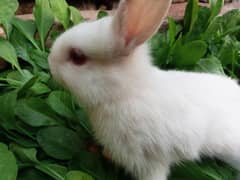 Red eyes Australian rabbit pair and