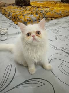 Persian Kittens 0