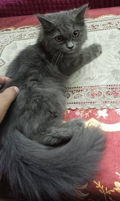 black persian cat for sale